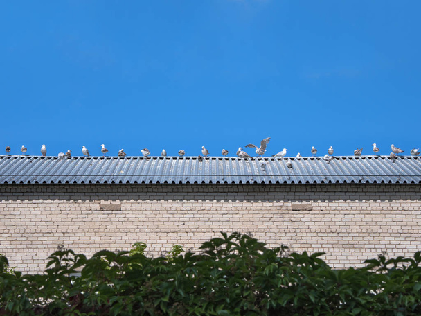 Les mouettes sont assises en rangée sur le toit
 - Photo, image