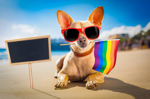 серферская собака на пляже
 - Фото, изображение