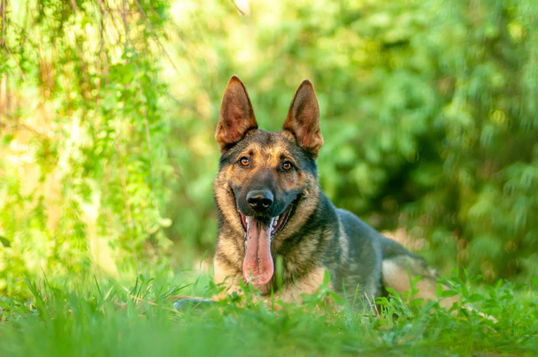 Θέα σε ένα γερμανικό ποιμενικό σκυλί που βρίσκεται στο πράσινο γρασίδι - Φωτογραφία, εικόνα