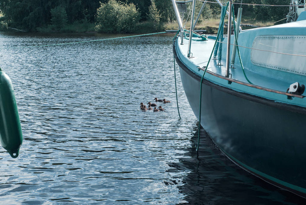 pato con patitos entre los barcos en el puerto deportivo
 - Foto, imagen