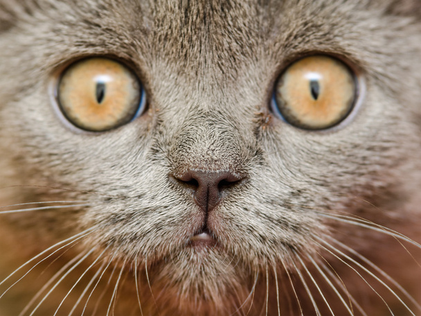 kočka portrét britské krátké vlasy - Fotografie, Obrázek