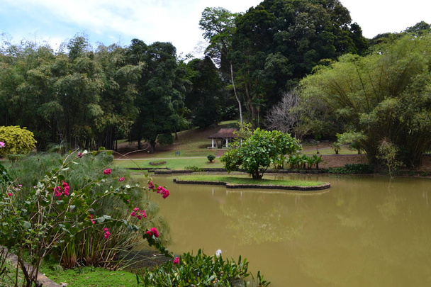 Βοτανικός Κήπος σε Kandy - Φωτογραφία, εικόνα