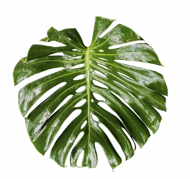 The wet monstera is a large tropical forest isolated from a whit - Photo, Image