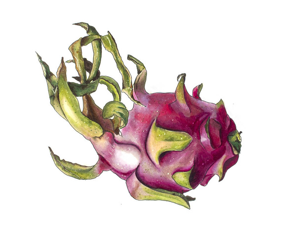 Намальований ручним ескізом. Тайський дракон фрукт на білому - Фото, зображення