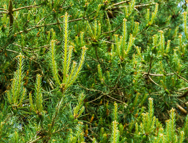 Крупный план хвойного дерева с маленькими сосновыми шишками, популярное вечнозеленое дерево, природный фон
 - Фото, изображение