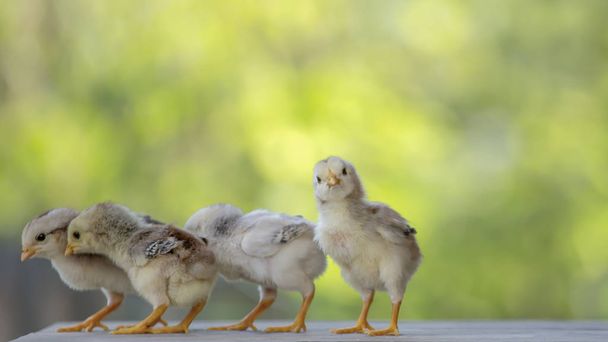 4 yellow baby chicks on wood floor behind natural blurred backgr - Фото, изображение