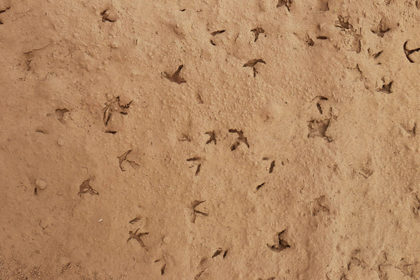 Bird footprints on the ground, background - Φωτογραφία, εικόνα