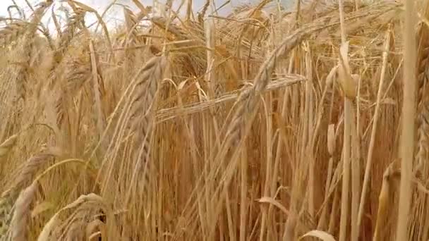 barley, field and closeup of head insummer in Germany - Footage, Video