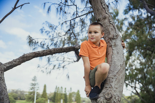 Young Boy Climbing a Tree - Fotoğraf, Görsel