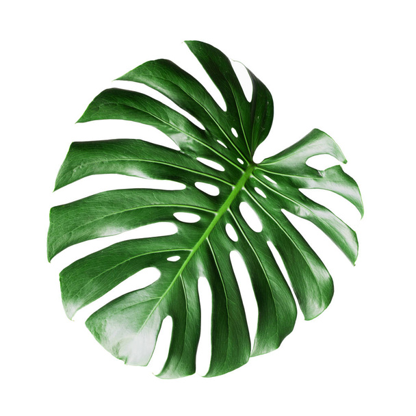 Monstera leave isolated against white background - Zdjęcie, obraz