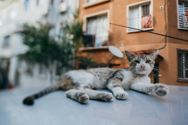 Straat kat liggend op het dak van de auto - Foto, afbeelding