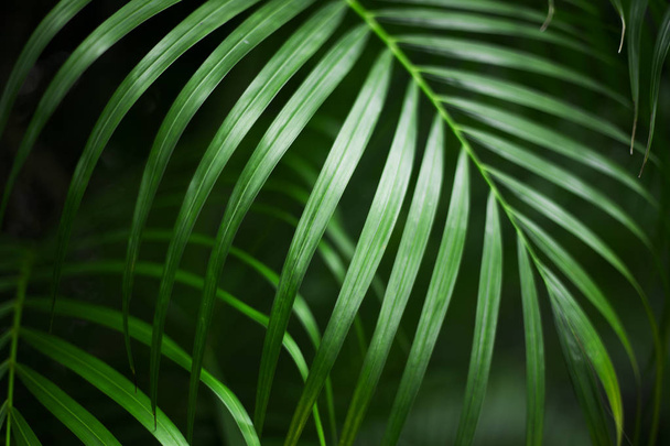 tropical palm leaf, dark green background - Photo, image