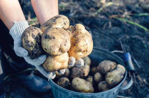 A farmer in gloves holds potato tubers in the garden - Fotografie, Obrázek
