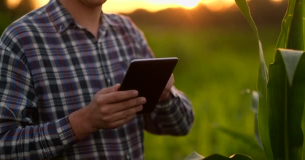 Lens flare: Farmer using digital tablet computer in cultivated soybean crops field, modern technology application in agricultural growing activity. - Footage, Video