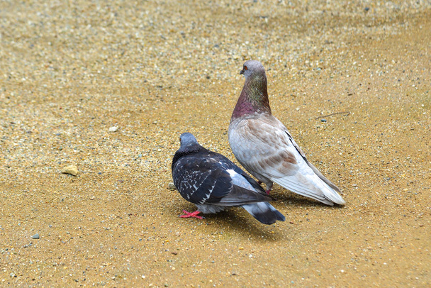 Un couple de pigeons jouant au parc
  - Photo, image