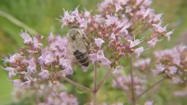 bee on flower of wild Oregano in Germany - Footage, Video