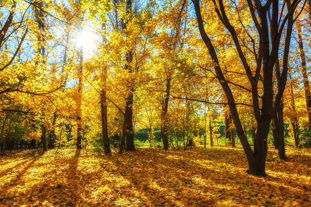 Sunny autumn in the park - Valokuva, kuva