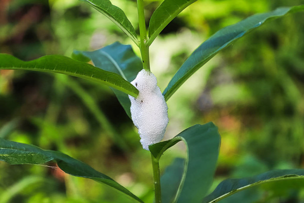 Bir bitki üzerinde tükürük böcekleri tarafından üretilen köpük - Fotoğraf, Görsel