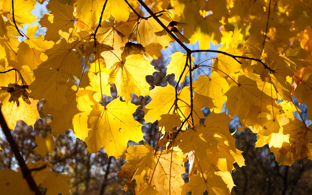 Bright autumn leaves - 写真・画像