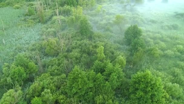 green landscape mist aerial view fly trees swampy - Metraje, vídeo