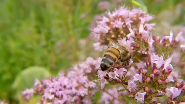 abeja en flor de Oregano salvaje en Alemania - Imágenes, Vídeo