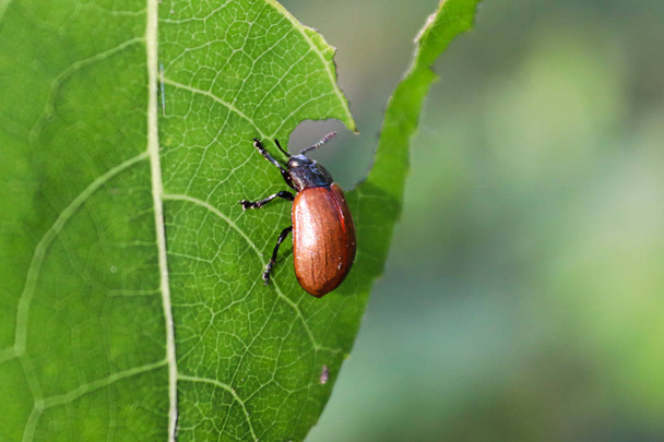 Primer plano de un escarabajo de la hoja de Aspen comiendo
 - Foto, Imagen