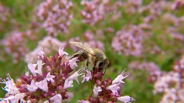 ape su fiore di origano selvatico in Germania - Filmati, video