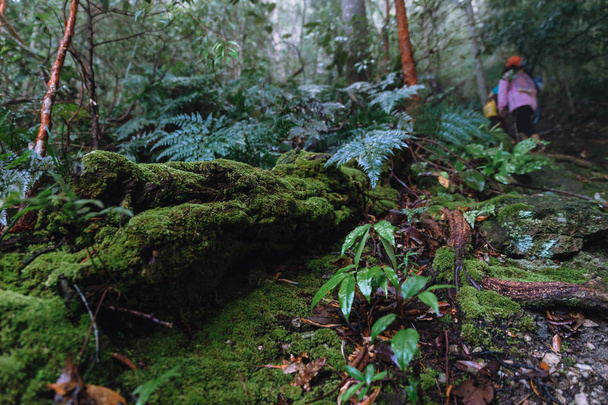 Природная тропа с мхами покрывает разложившийся ствол дерева под дождем
 - Фото, изображение