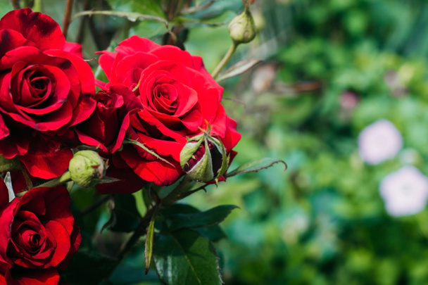 fundo com espaço para texto. Lindas rosas vermelhas no jardim em um fundo verde. Close-up. Folhas rosa
 - Foto, Imagem
