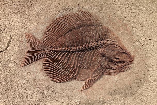 Poisson fossile
 - Photo, image