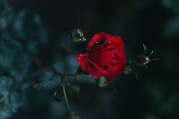暗い背景にバラの花のクローズアップ, ヤレムチェ - 写真・画像