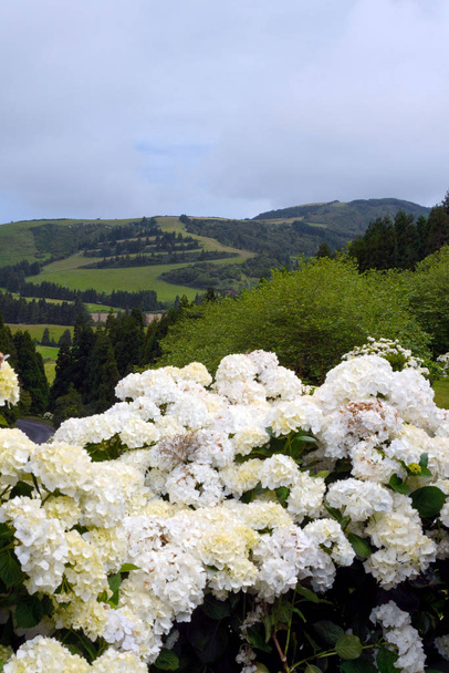 Enormes inflorescências de grandes hortênsias brancas (Hydrangea macrophylla latina). Hortênsia floral bela, venenosa e curativa - símbolo da ilha de San Miguel, Açores, Portugal
 - Foto, Imagem