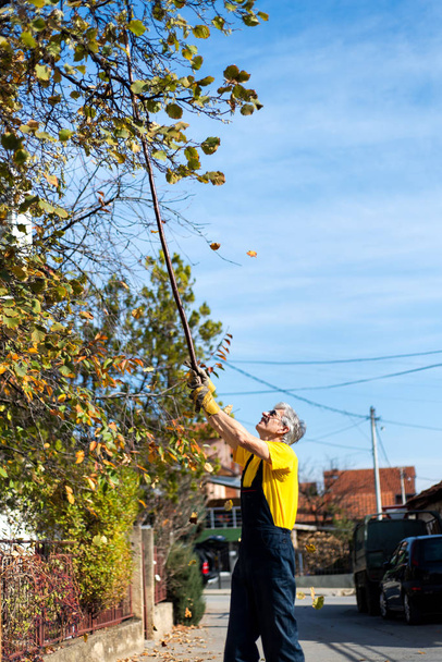 Homem perfurando folhas de outono da árvore
 - Foto, Imagem