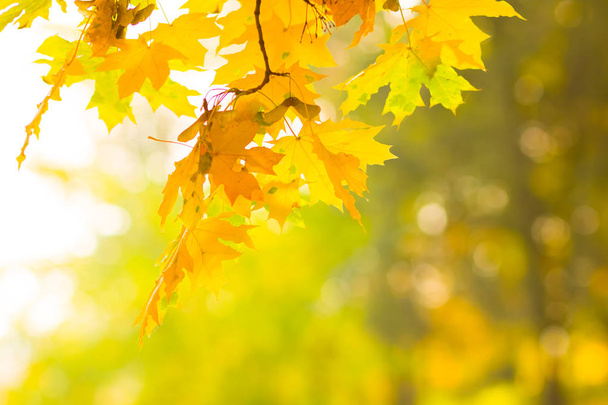 Yellow leaves on a tree. Yellow maple leaves on a blurred background. Golden leaves in autumn park. Copy space - Foto, Imagem