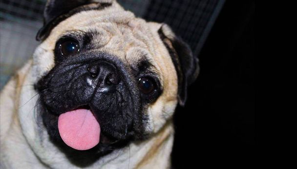 close up photo of a pug dog in black background - Foto, afbeelding