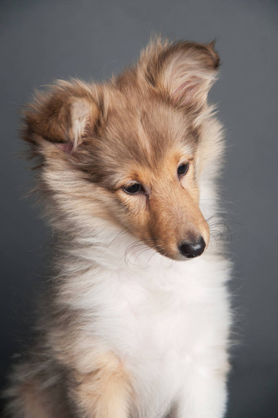 Filhote de cachorro Sheltland Sheepdog no estúdio
 - Foto, Imagem