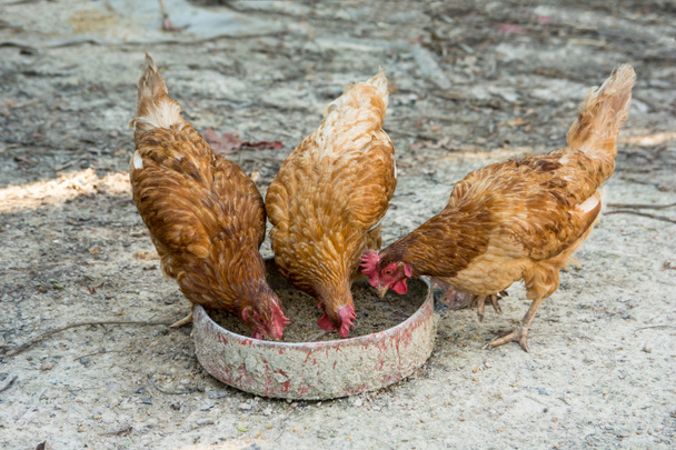 poulets de ferme mangeant du paddy et du son pour plateau alimentaire
 - Photo, image