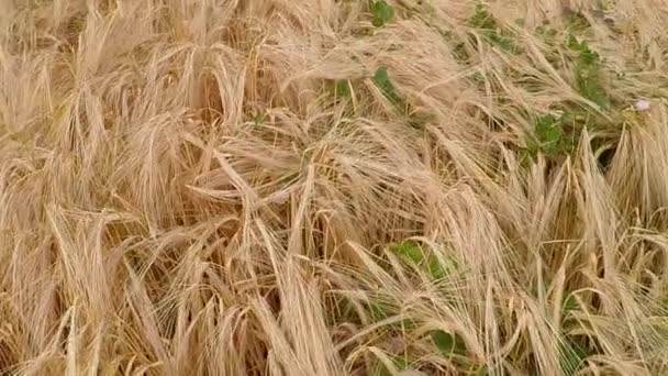 barley, field and closeup of head in summer in Germany - Footage, Video