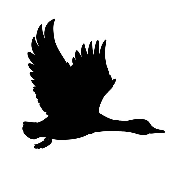 Pato selvagem a voar. Drake. Ilustração vetorial de silhueta preta de pássaro Mallard isolado em um fundo branco para o seu projeto. Caça ao pato. Forma
. - Vetor, Imagem