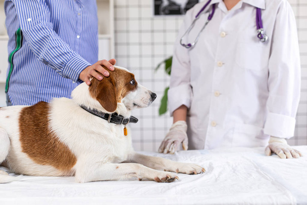 Dog on examination at the doctor in a veterinary clinic. Close up. Blurred background. - Photo, Image