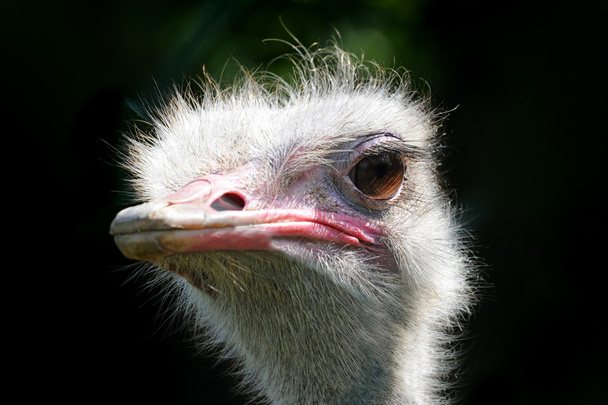 Primer plano de la cabeza de avestruz
 - Foto, Imagen