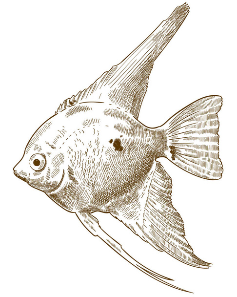 ilustracja grawerowania Angelfish scalare - Wektor, obraz