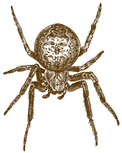 Grawerowanie ilustracji krzyż pająk - Wektor, obraz