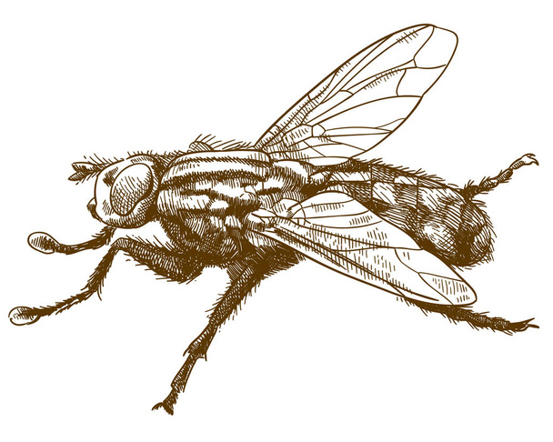 engraving illustration of fly insect - Vector, Image