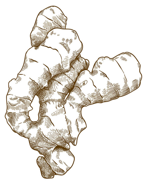 ショウガの根のイラストを彫刻 - ベクター画像