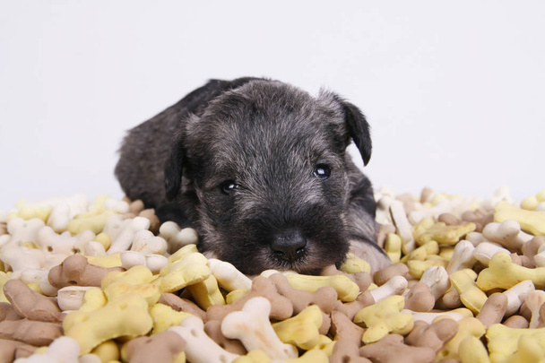 hongerige Schnauzer puppy hond achter een grote heuvel van eten. Hond voedsel biscuit botten. - Foto, afbeelding