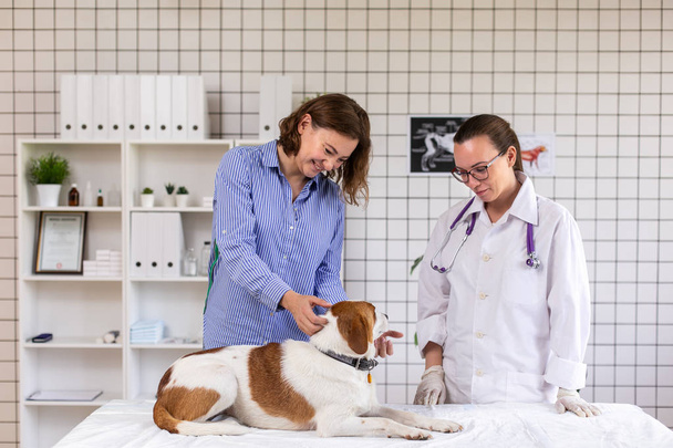 Smiling woman and her dog in the veterinary clinic, the doctor examines the pet. - Foto, afbeelding