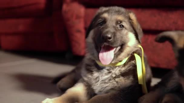 Portrait of a shepherd puppy with his tongue sticking out - Footage, Video
