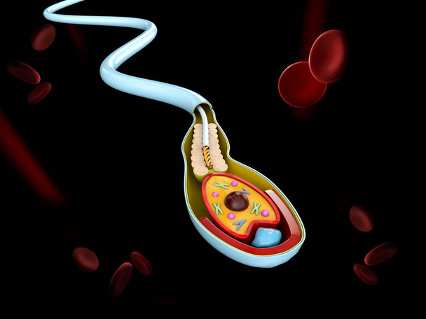 Ilustración 3d de la estructura de la anatomía de la célula de esperma humana del espermatozoide
 - Foto, Imagen