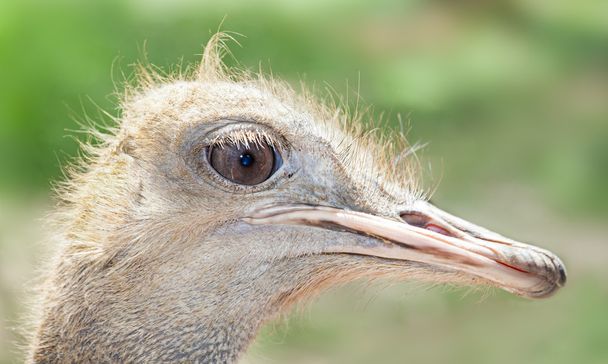 ostrich - Фото, изображение